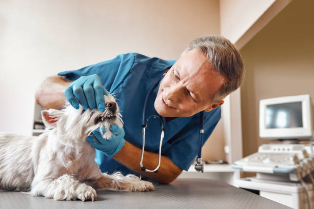 Best Emergency Dental Services for Seniors in Cerritos, CA